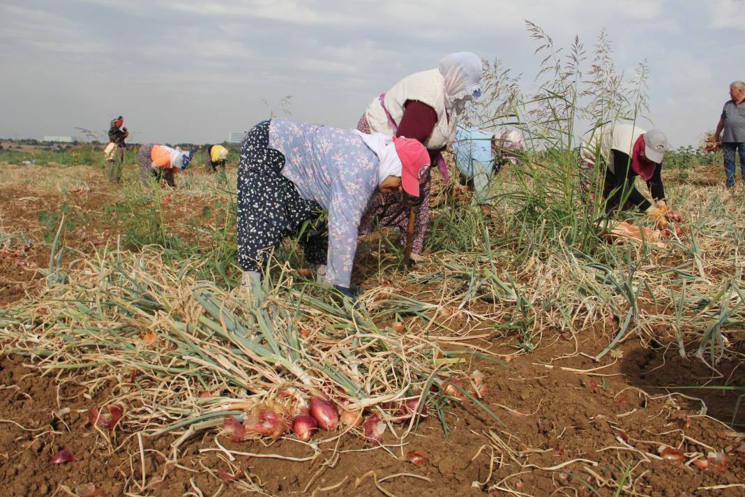 Hasadı başladı kilosu 30 TL. Şafak vakti toplanıyor Kansere kalkan oluyor - Resim: 3